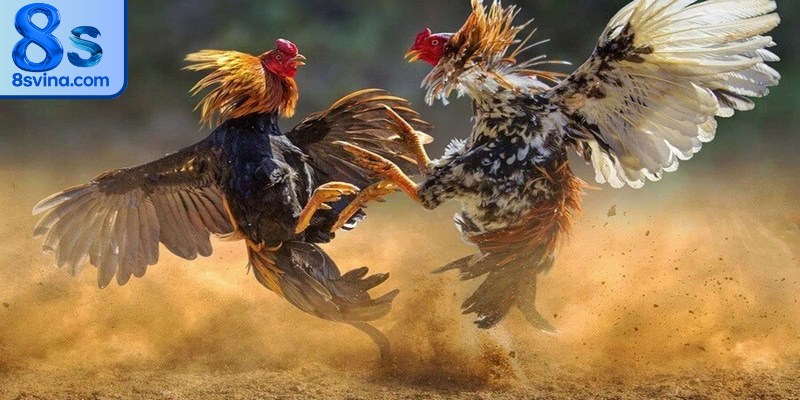 Đá gà 8S mang đến những trải nghiệm kịch tính, hấp dẫn