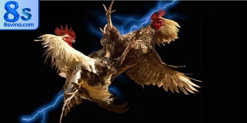 Đá gà 8S được nhiều anh em yêu thích nhờ những ưu điểm nổi bật