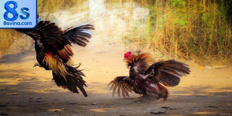 Xem đá gà bình luận viên tại nhà cái uy tín