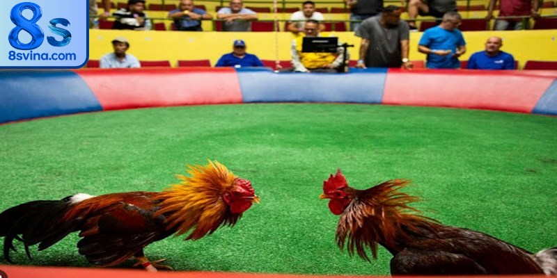 Luật quy định cơ bản của một trận  đá gà Campuchia