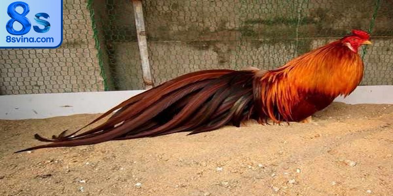 Sự thật về gà khét là gà gì và những điều cần biết